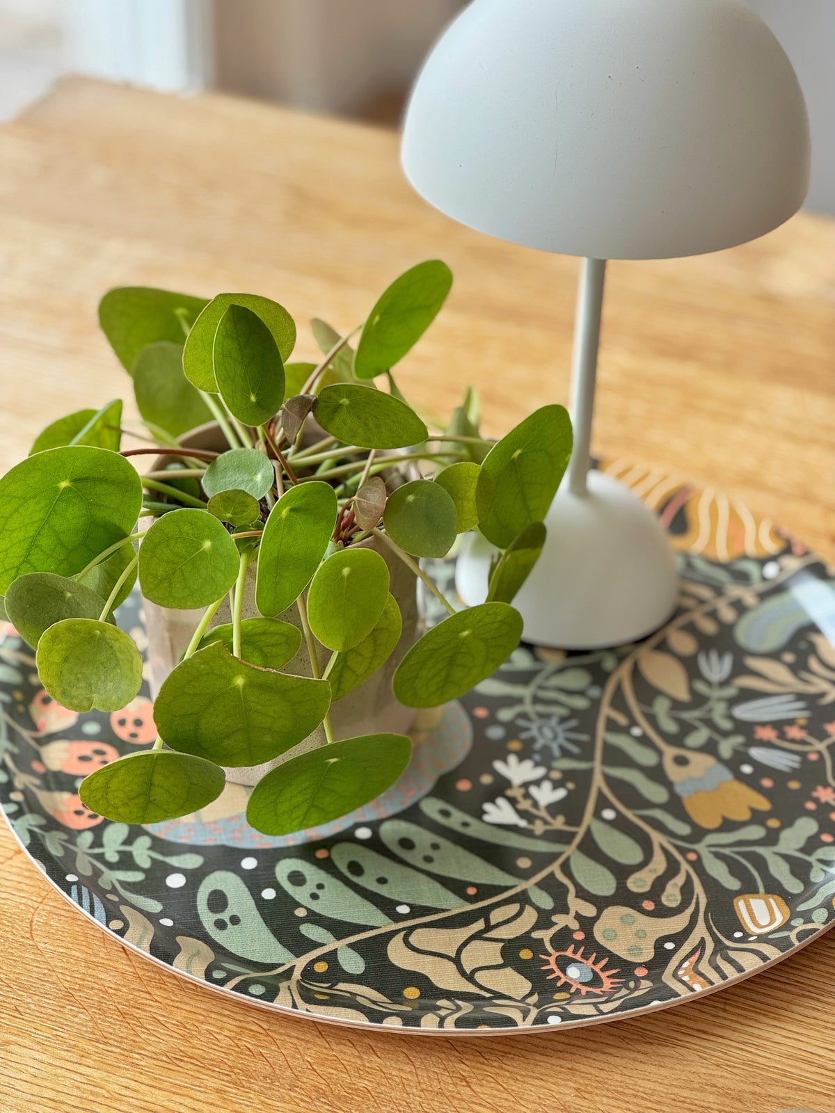 rundes Blumentablett mit pilea pflanze und kleiner tischleuchte