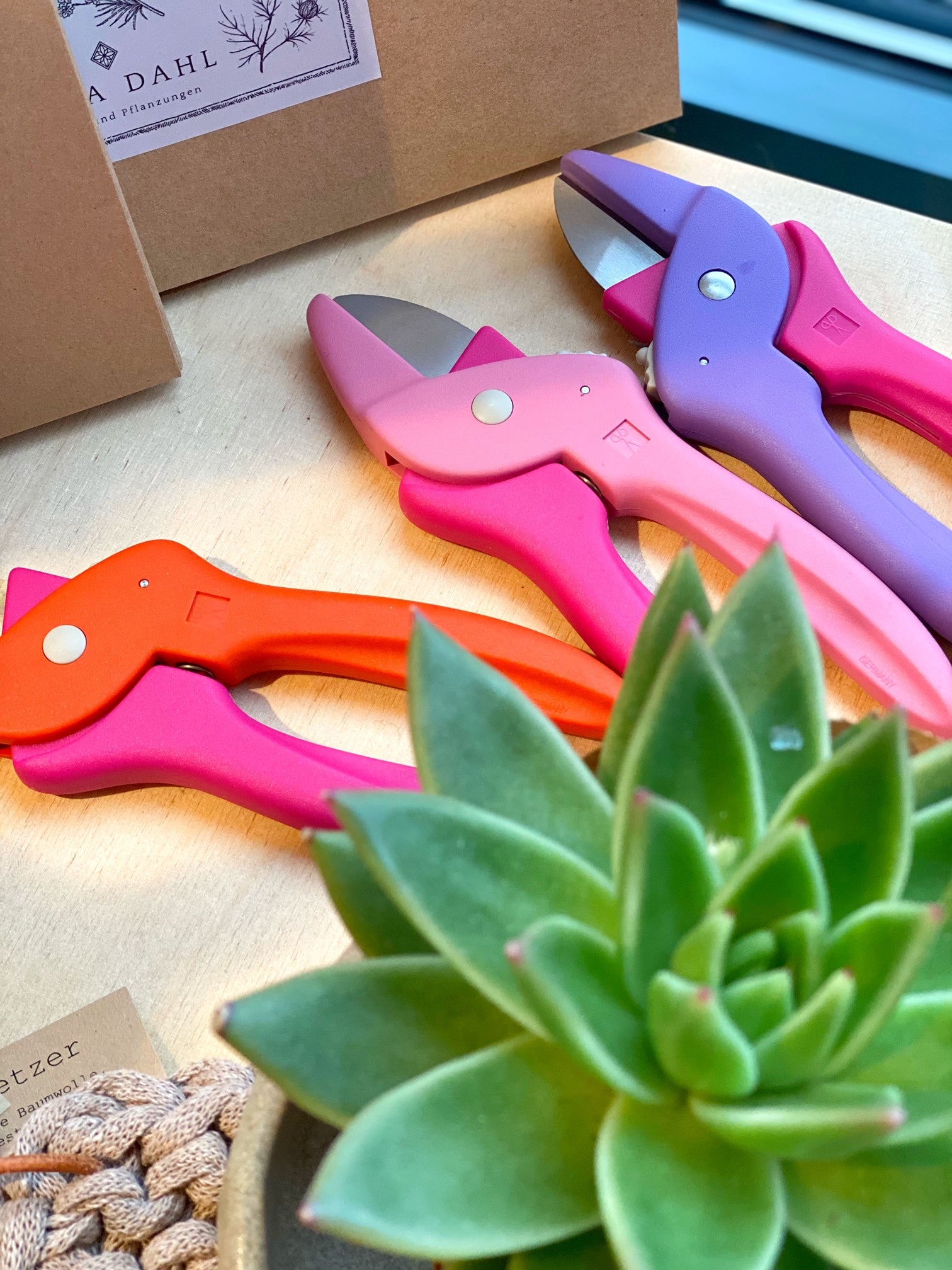 3 bunte Blumenscheren vor Sukkulente