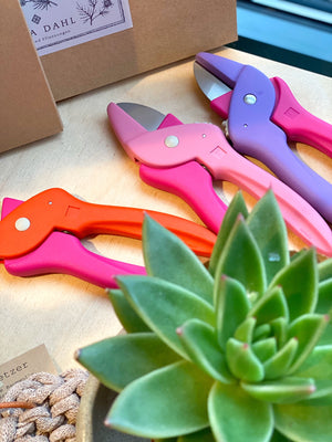 3 bunte Blumenscheren vor Sukkulente